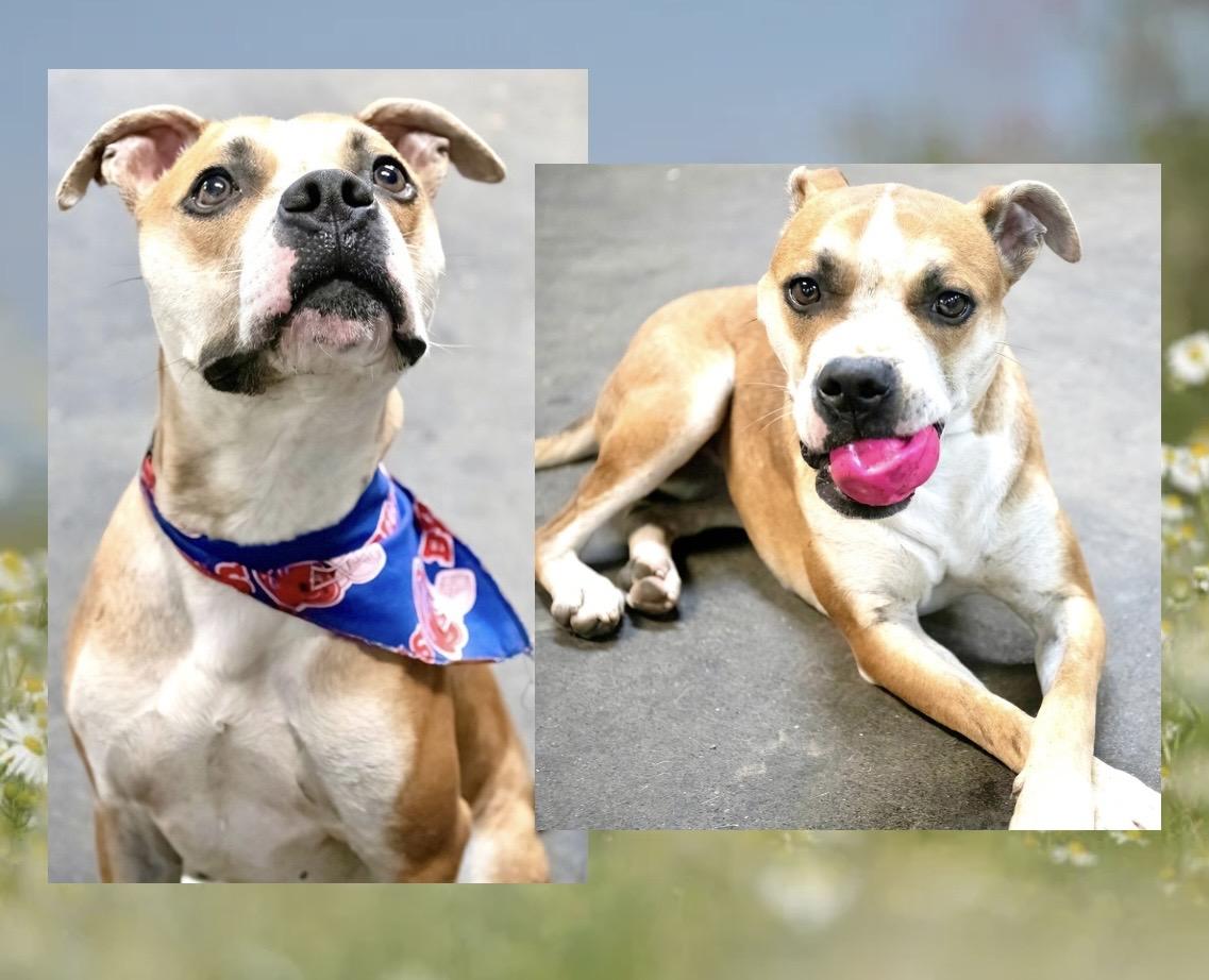 Enlarge Bridget, a Adoptable mixed breed in Westfield, NY image 4/6