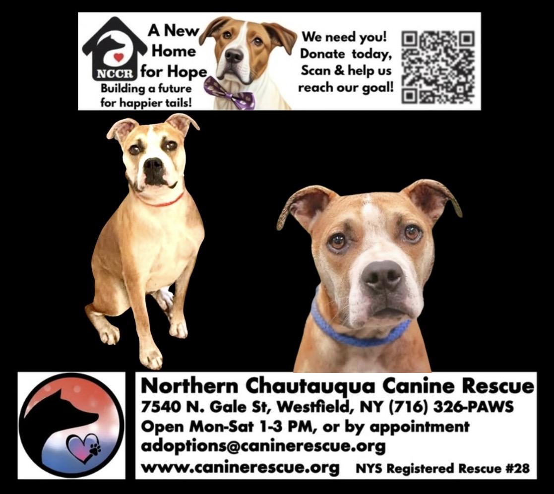 Enlarge Bridget, a Adoptable mixed breed in Westfield, NY image 6/6