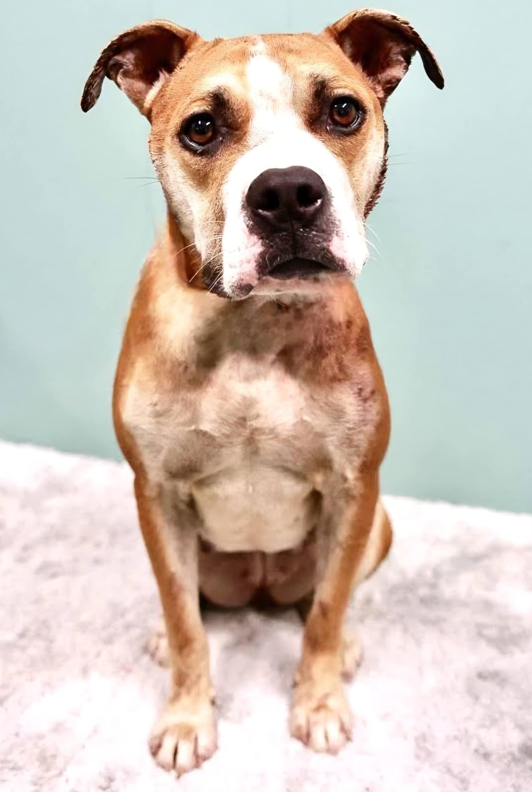 Bridget, a ADOPTABLE mixed breed in Westfield, NY image 3/3