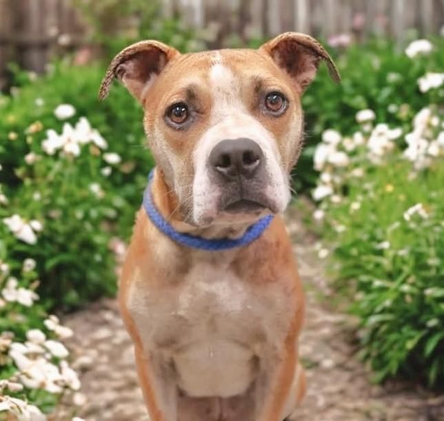 Bridget, a ADOPTABLE mixed breed in Westfield, NY image 1/3