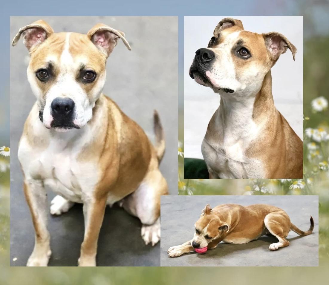 Enlarge Bridget, a Adoptable mixed breed in Westfield, NY image 3/6