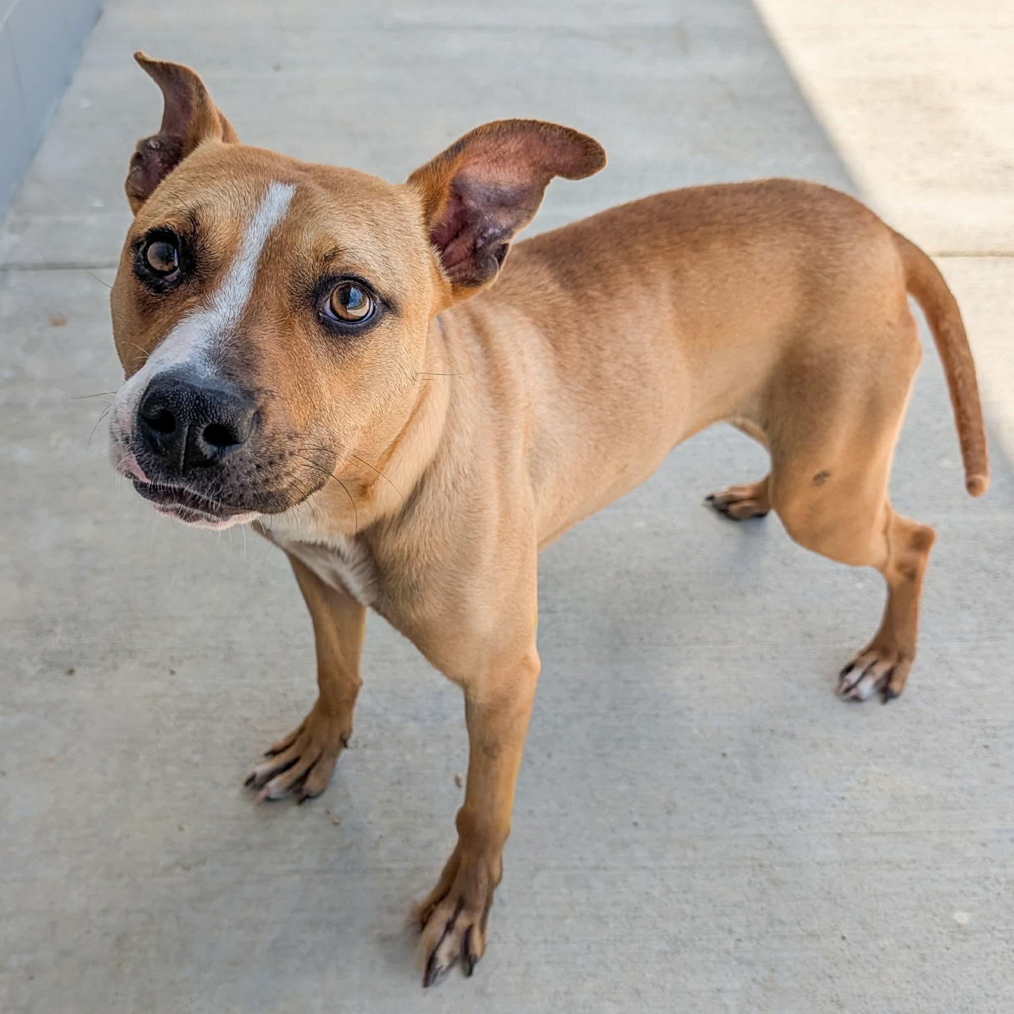 Enlarge Primrose , a ADOPTABLE mixed breed in Lancaster, SC image 1/1