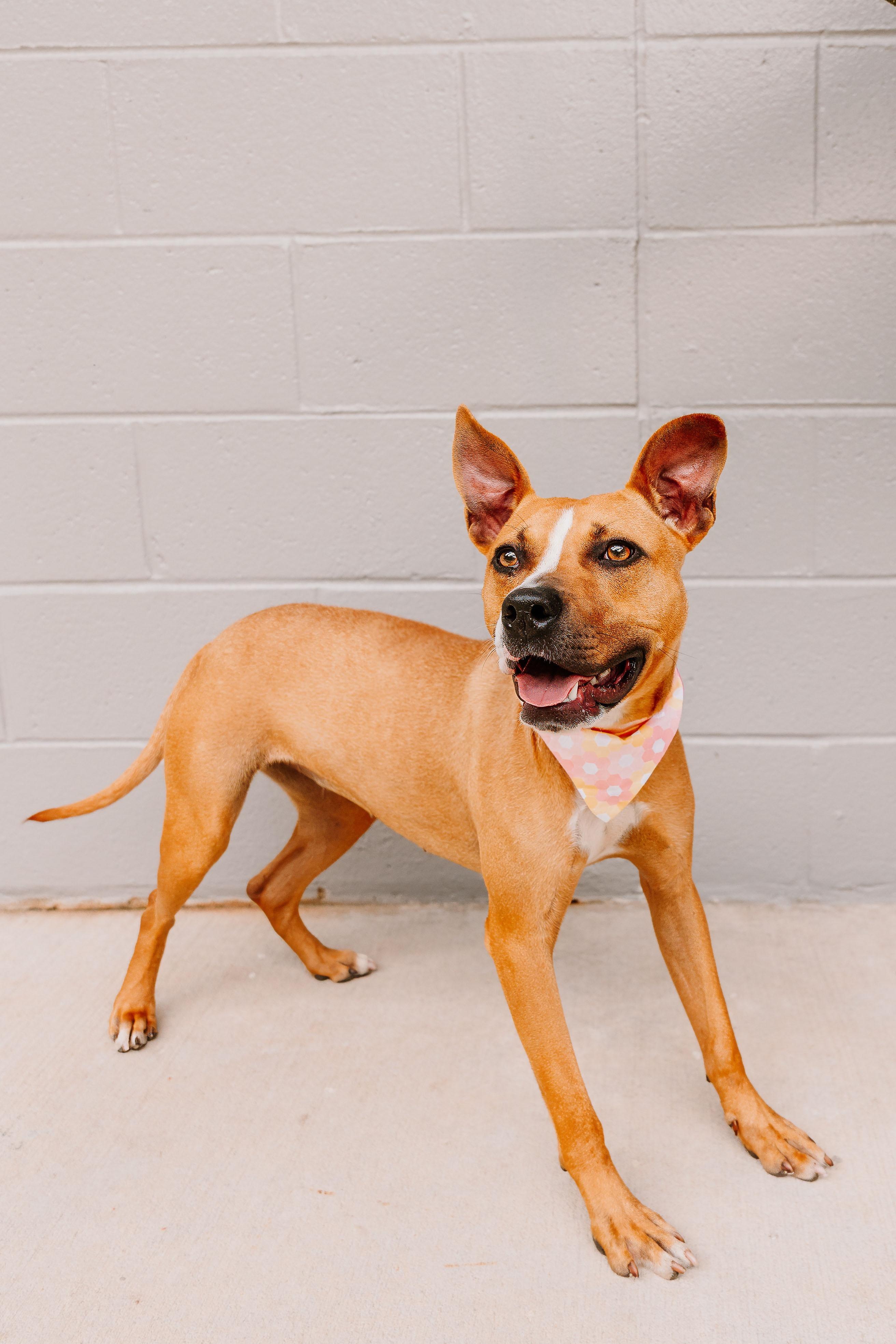 Primrose , Adopted, Young Female Terrier.