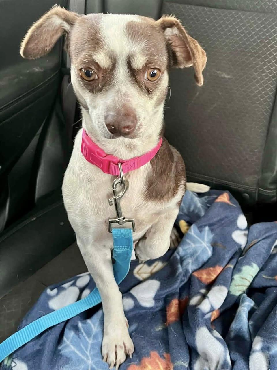 Zoey, ADOPTABLE, Adult Female Chihuahua.