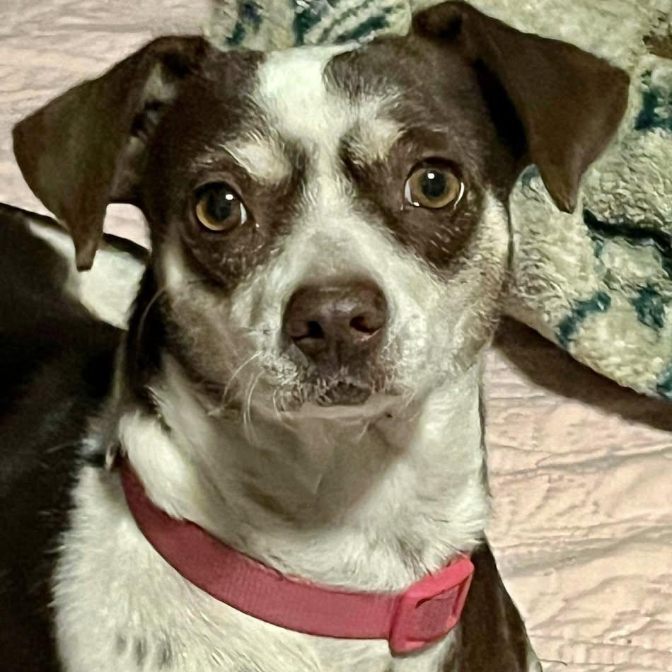 Zoey, ADOPTABLE, Adult Female Chihuahua.