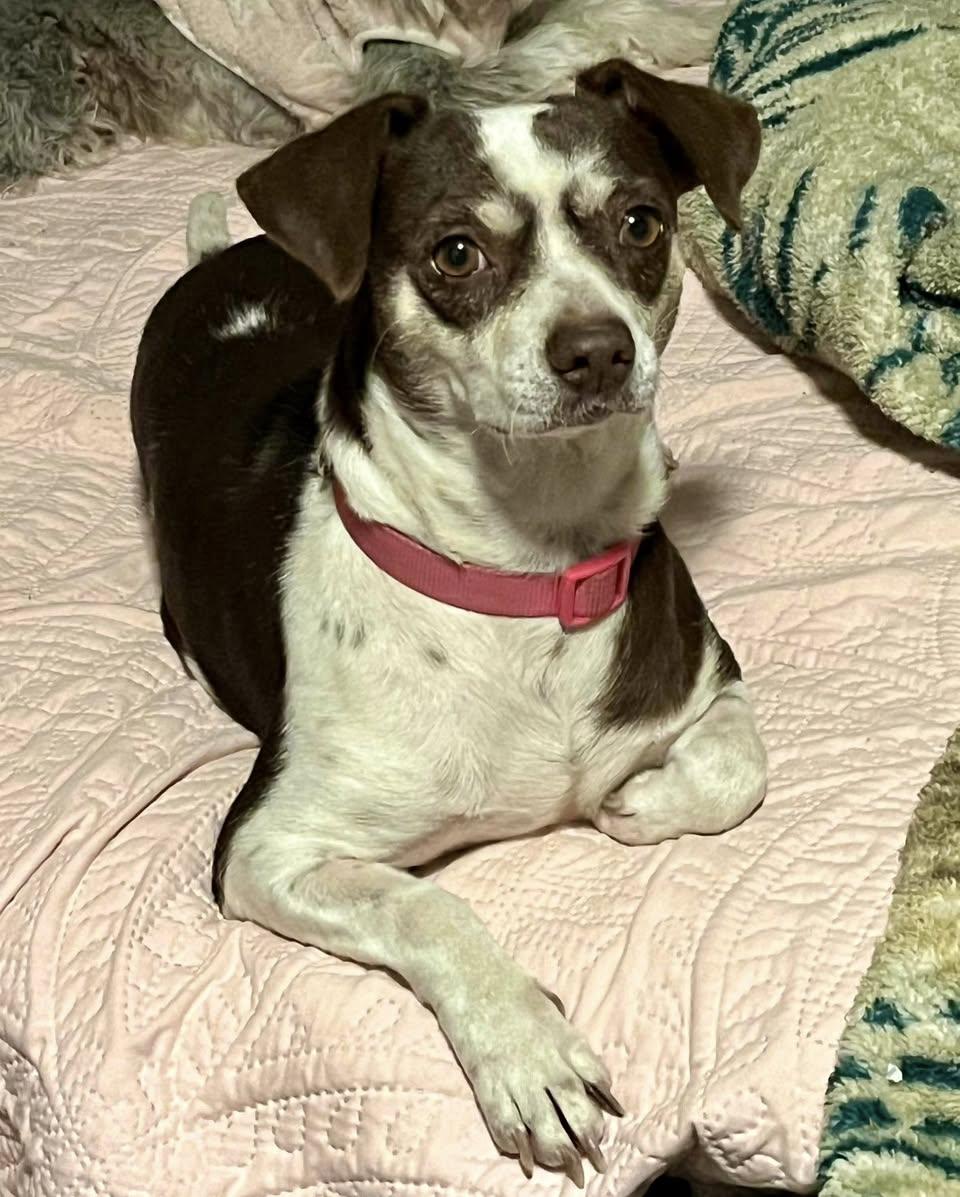 Enlarge Zoey, a ADOPTABLE mixed breed in Elkton, MD image 2/3