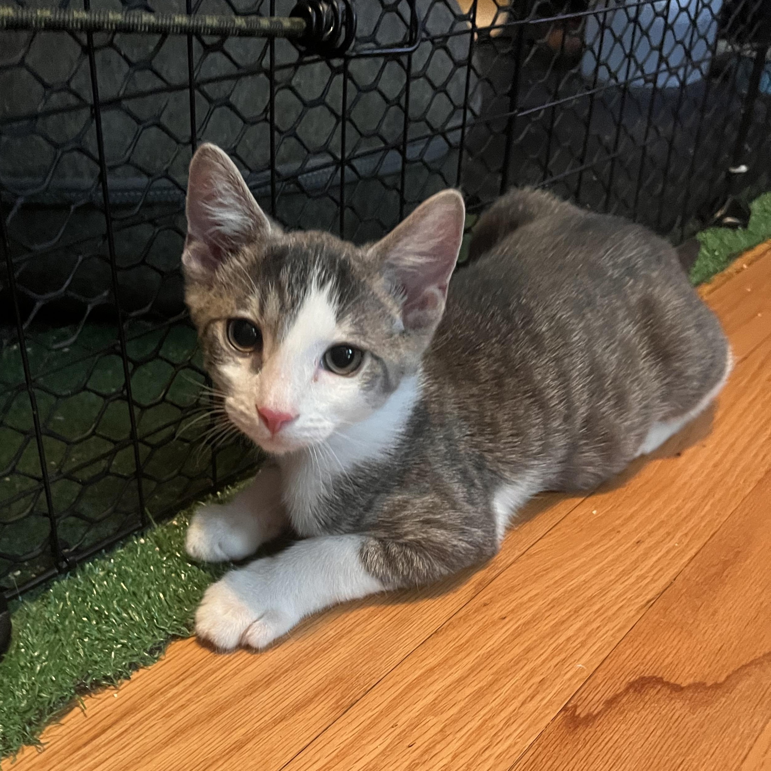 Spunk, Adoptable, Young Male Domestic Short Hair.