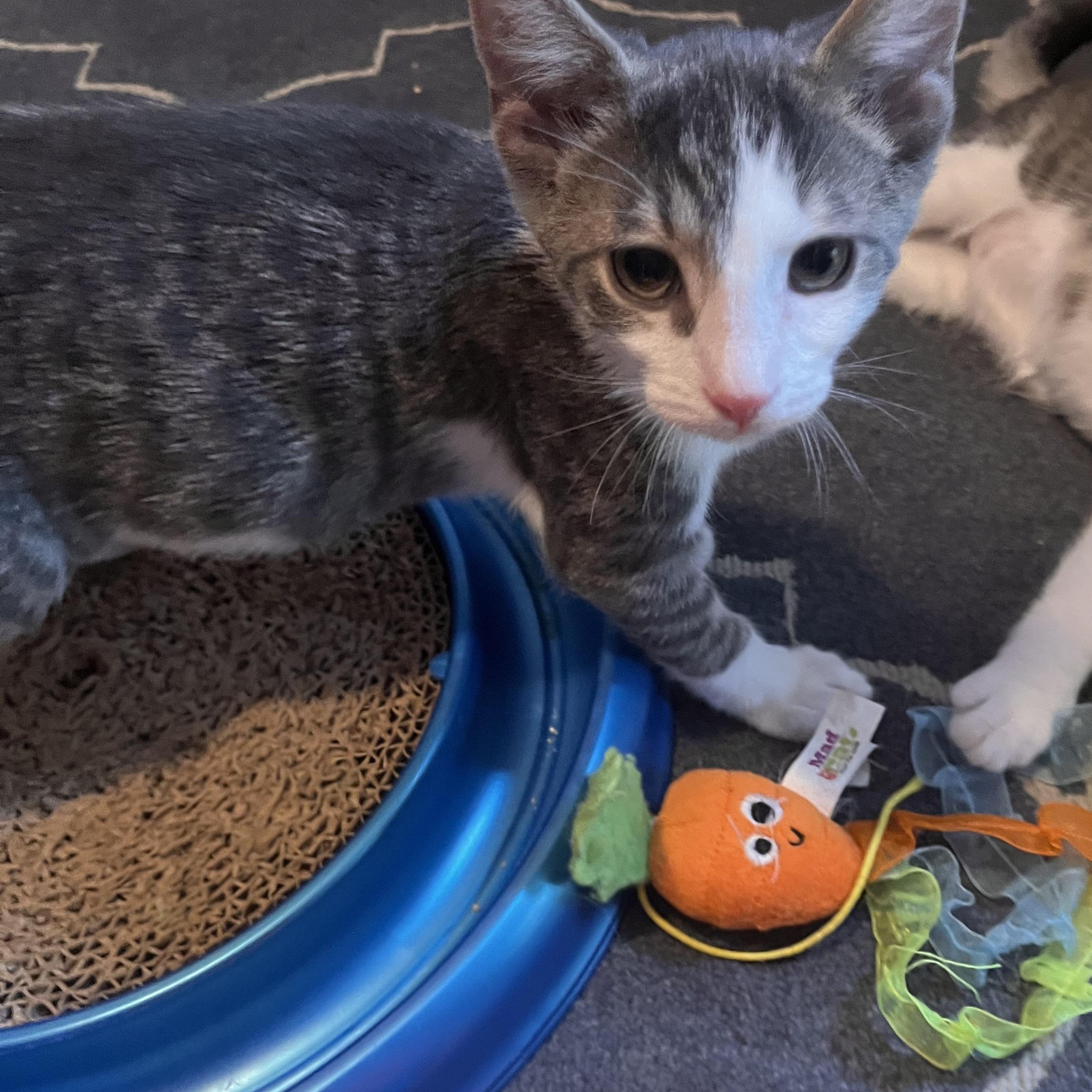 Enlarge Spunk, a Adoptable Domestic Short Hair in Austintown, OH image 3/3