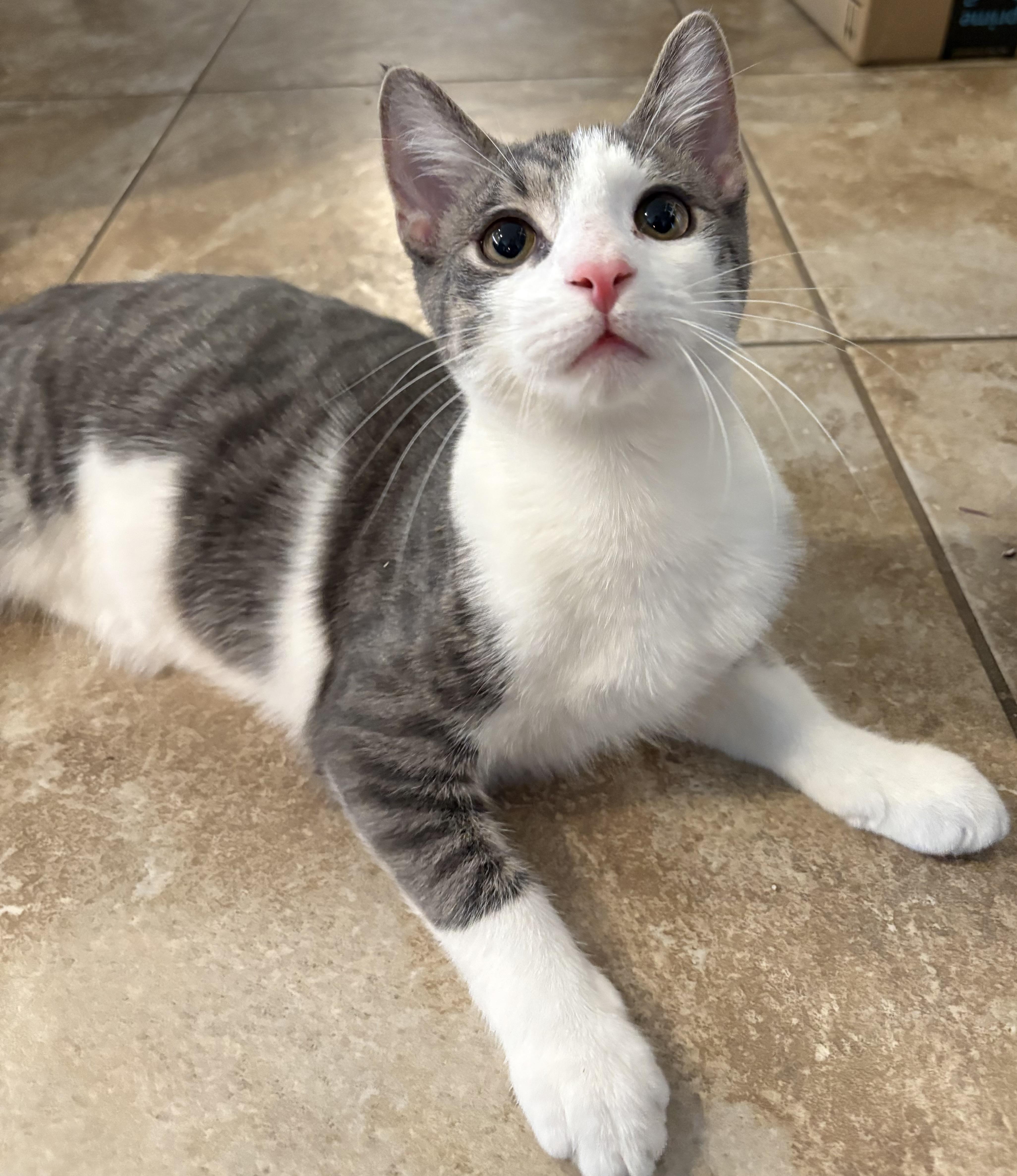 Spunk, Adoptable, Young Male Domestic Short Hair.