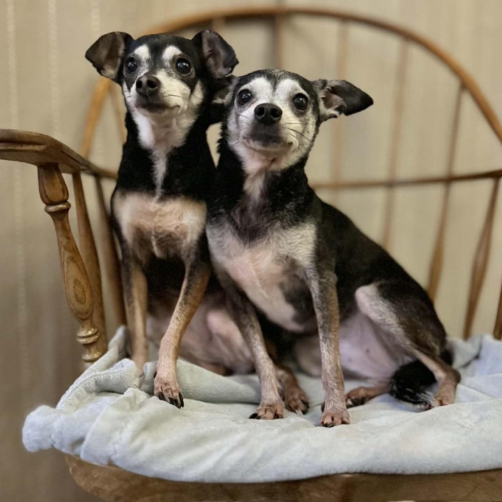 Faline, a Adoptable mixed breed in Bellingham, WA image 1/6