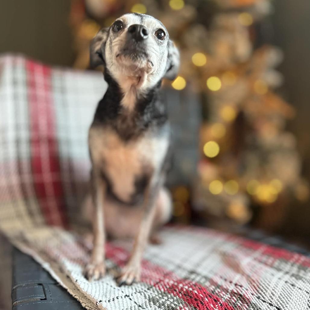 Faline, a Adoptable mixed breed in Bellingham, WA image 2/6