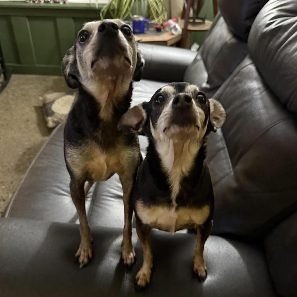 Faline, a Adoptable mixed breed in Bellingham, WA image 3/6