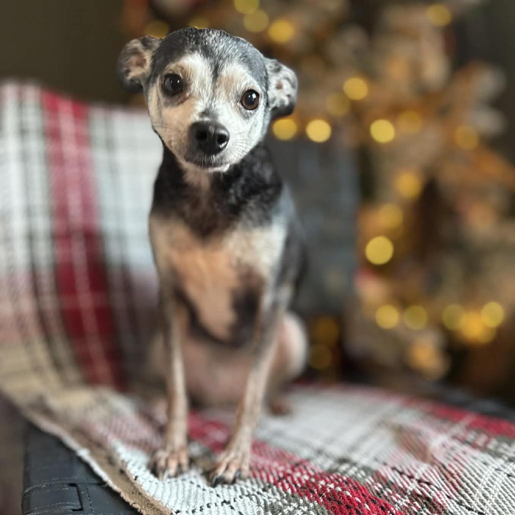 Faline, a Adoptable mixed breed in Bellingham, WA image 4/6