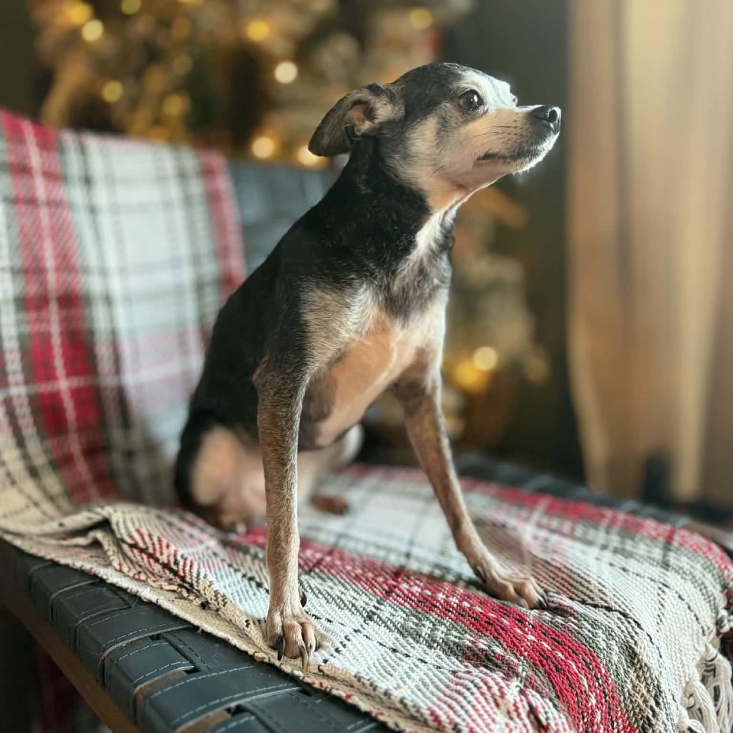 Faline, a Adoptable mixed breed in Bellingham, WA image 5/6