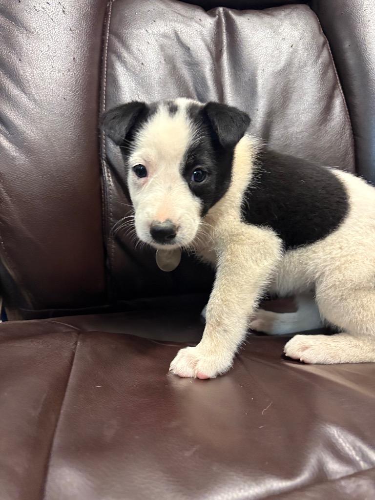 Imp, Adoptable, Puppy Female Border Collie & Shepherd.
