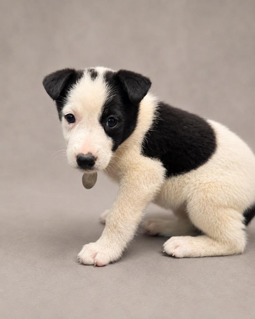 Imp, a Adoptable mixed breed in Reno, NV image 2/2