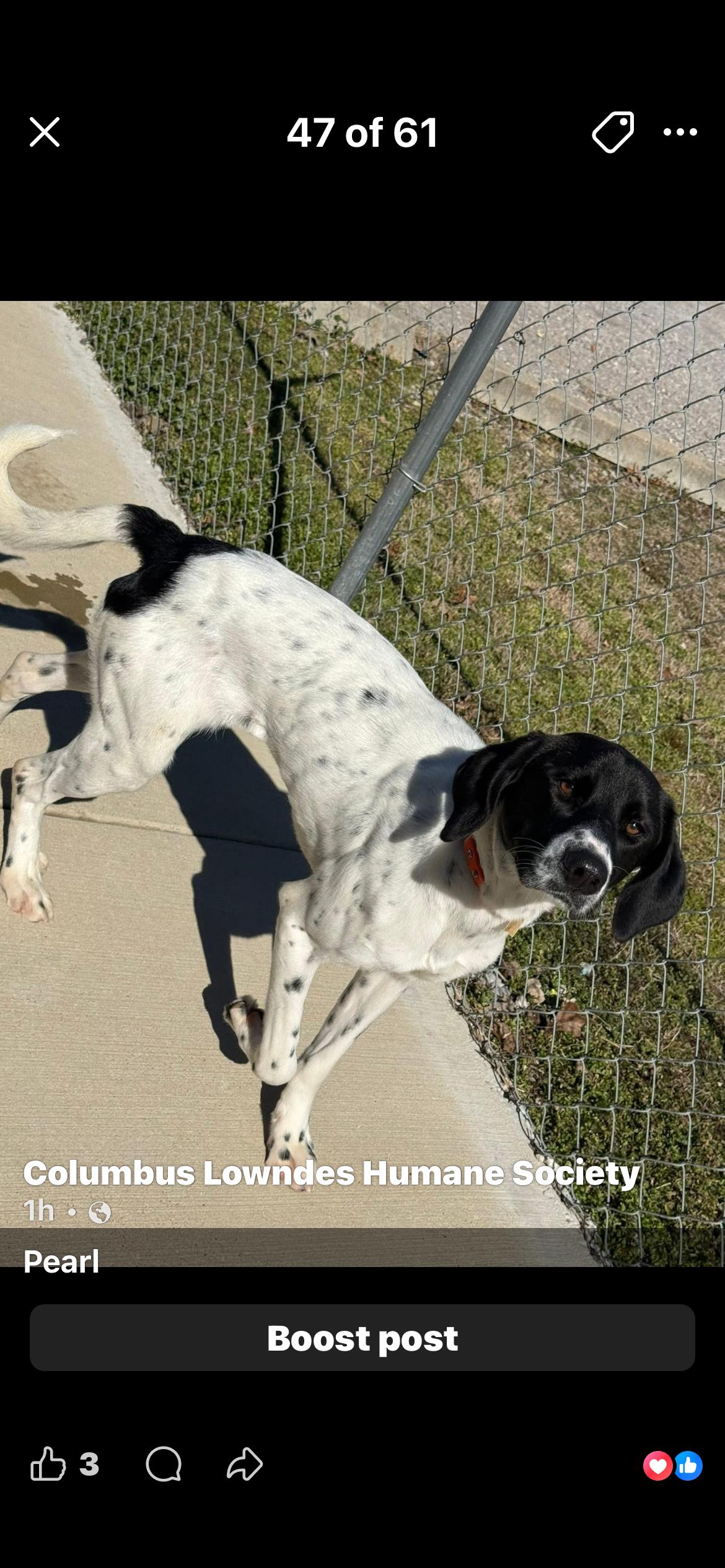 Enlarge Pearl, a ADOPTABLE mixed breed in Columbus, MS image 1/1