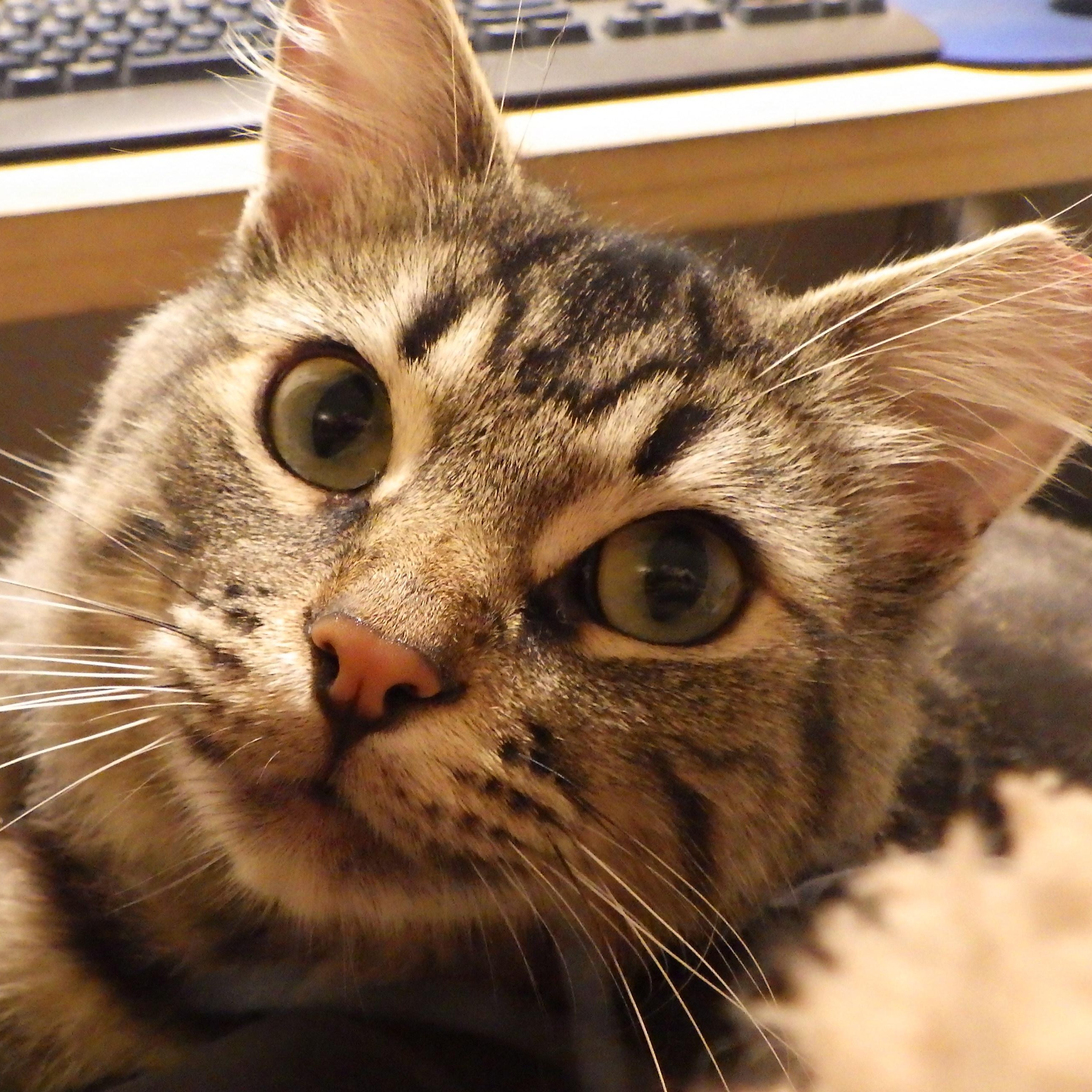Enlarge Morrie, a Adoptable Domestic Medium Hair in Cambridge, ON image 5/6