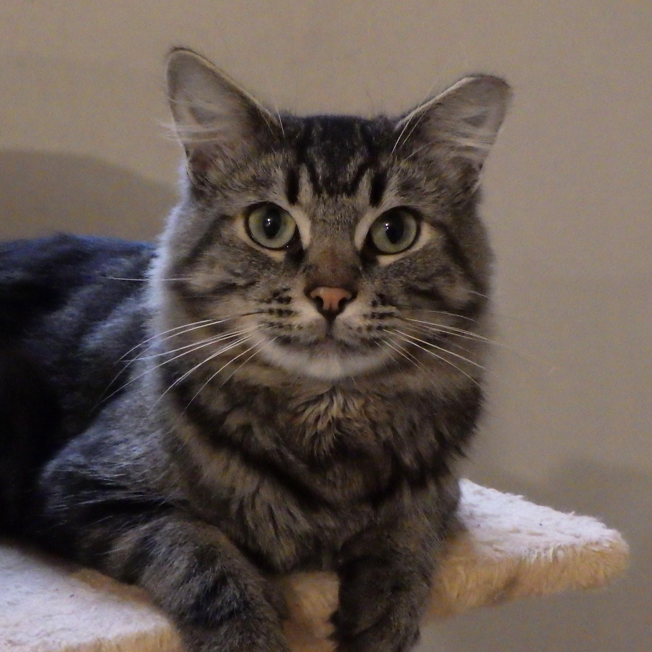 Enlarge Morrie, a Adoptable Domestic Medium Hair in Cambridge, ON image 1/6