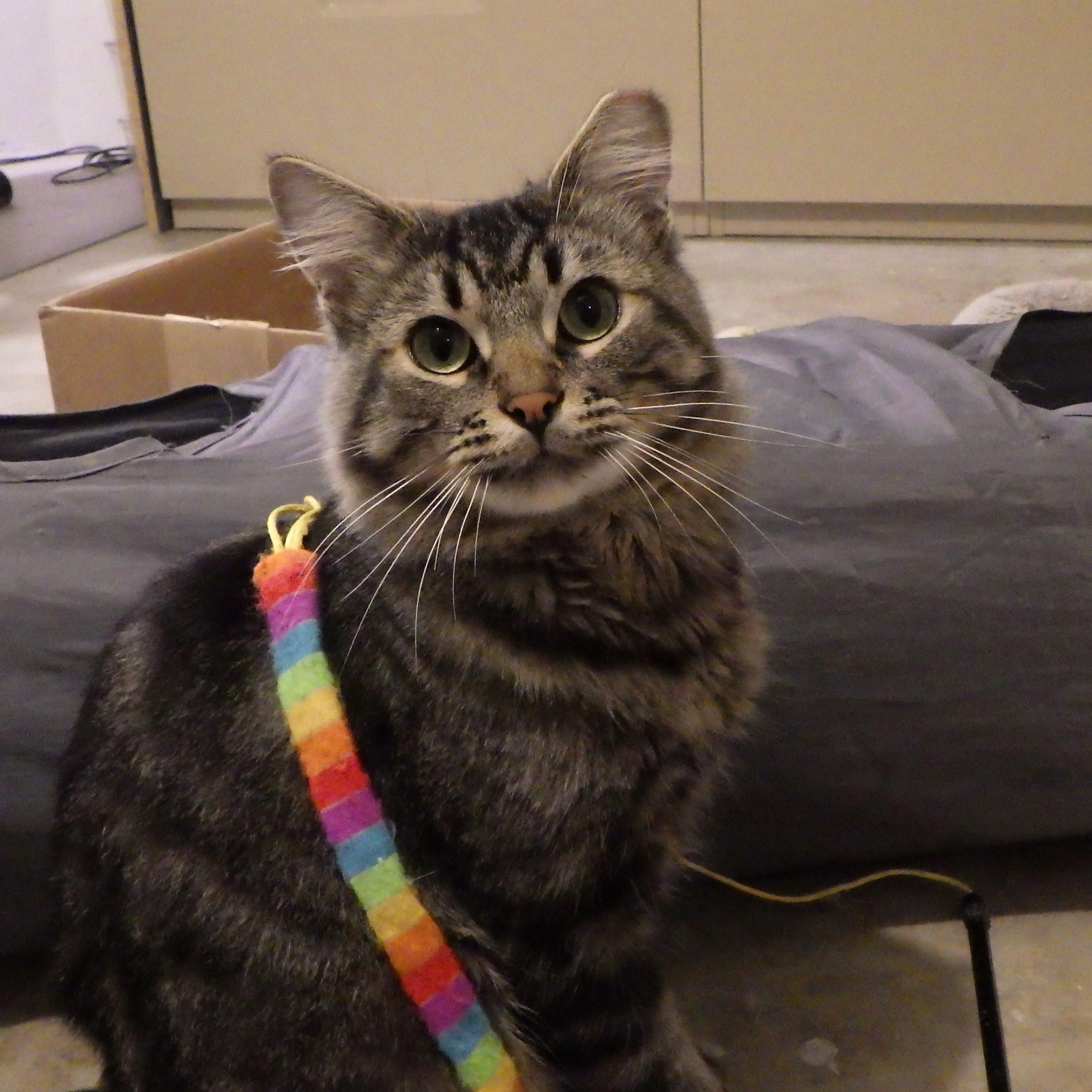 Enlarge Morrie, a Adoptable Domestic Medium Hair in Cambridge, ON image 2/6