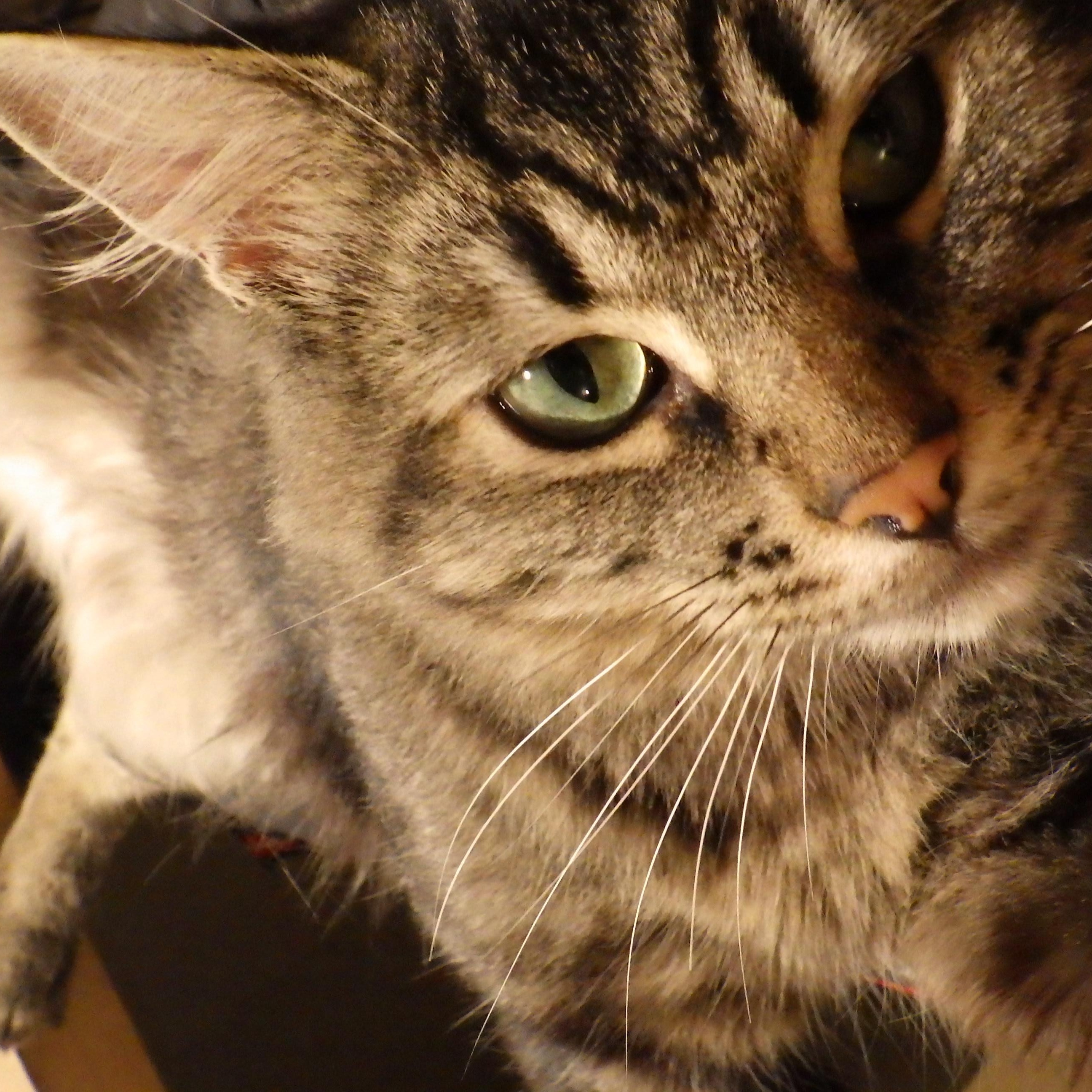 Enlarge Morrie, a Adoptable Domestic Medium Hair in Cambridge, ON image 4/6