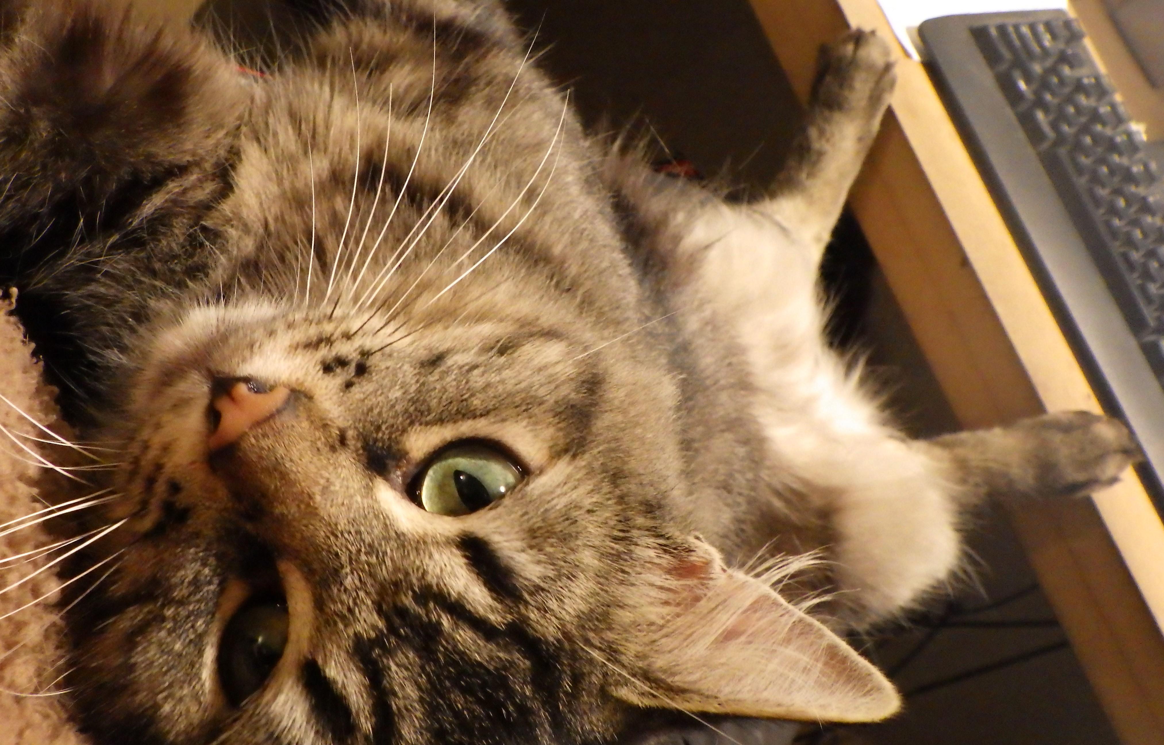 Enlarge Morrie, a Adopted Domestic Medium Hair in Cambridge, ON image 6/6