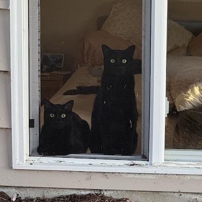 Venus, a Adoptable Domestic Short Hair in Downers Grove, IL image 1/3