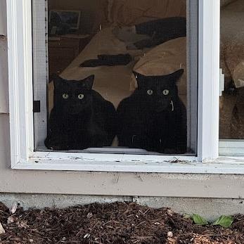 Venus, a Adoptable Domestic Short Hair in Downers Grove, IL image 2/3