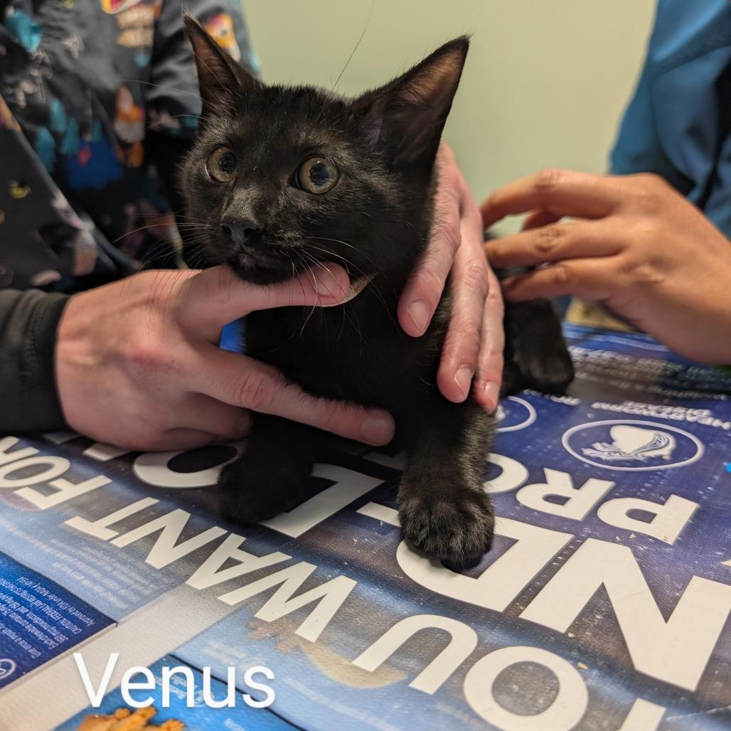 Venus, Adoptable, Young Female Domestic Short Hair.