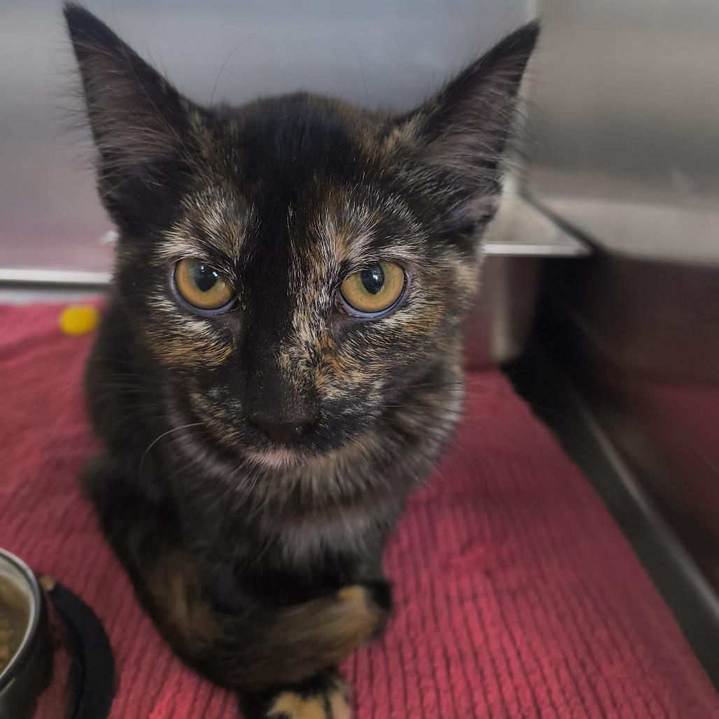 Enlarge Pumpkin Spice, a Adoptable Domestic Short Hair in Othello, WA image 1/1