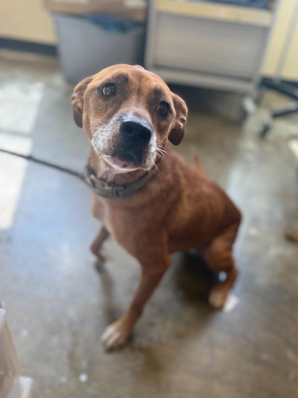 Enlarge Willow 25D-191, a Adoptable mixed breed in Corinth, MS image 2/2