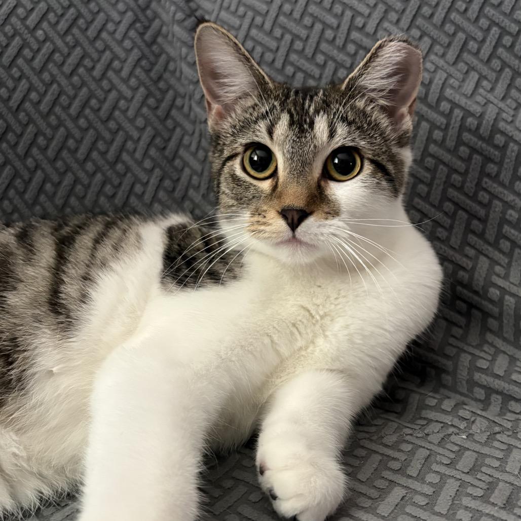 Winter, Adoptable, Young Female Domestic Short Hair.