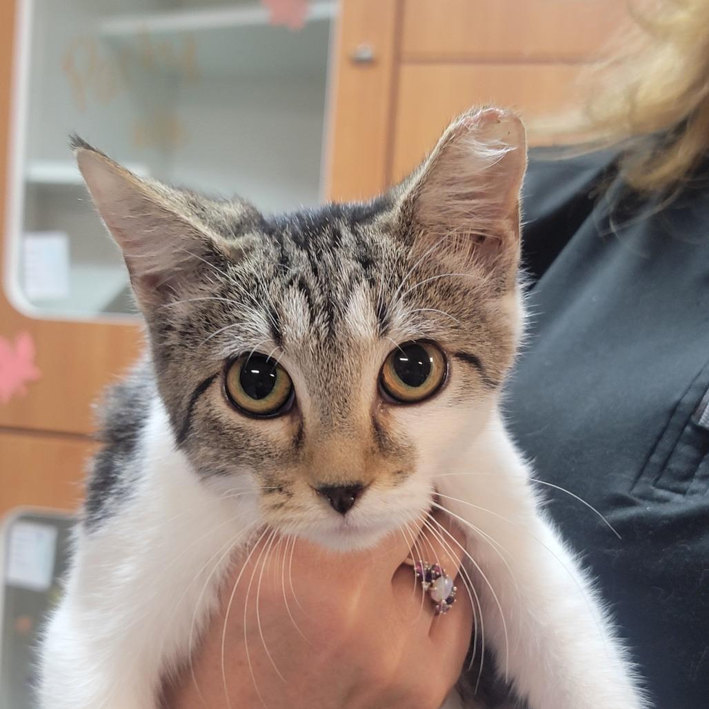 Enlarge Winter, a Adoptable Domestic Short Hair in Troy, IL image 1/4