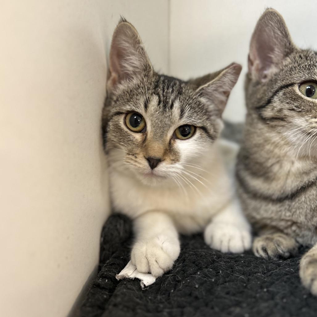 Enlarge Winter, a Adoptable Domestic Short Hair in Troy, IL image 2/4
