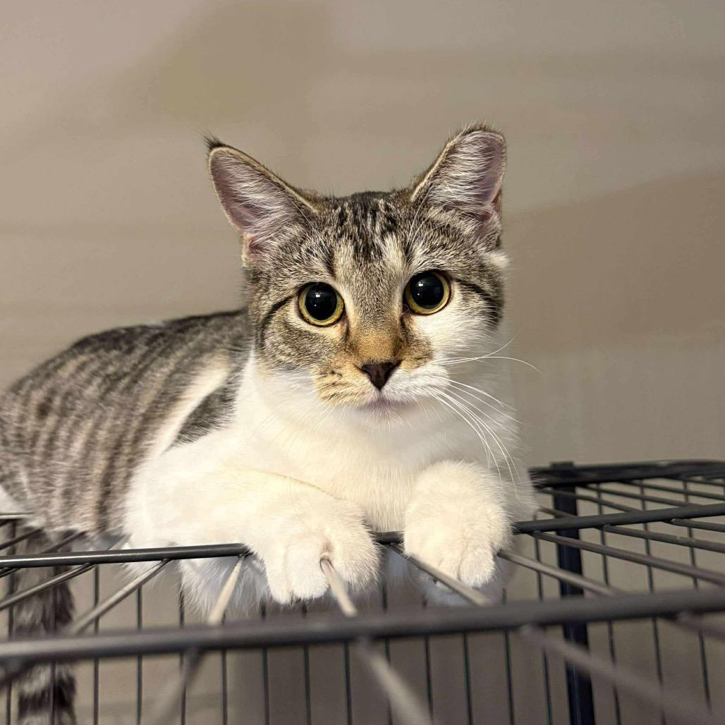 Enlarge Winter, a Adoptable Domestic Short Hair in Troy, IL image 3/4