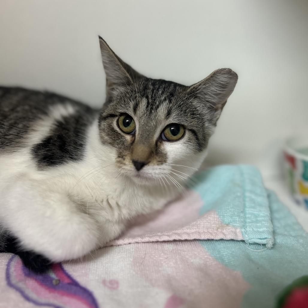 Enlarge Winter, a Adoptable Domestic Short Hair in Troy, IL image 4/4