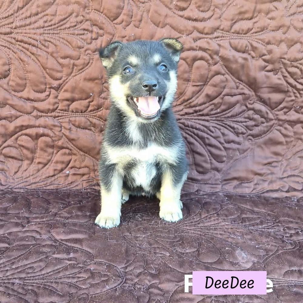 DeeDee (Darcy's Litter) — thumbnail 2