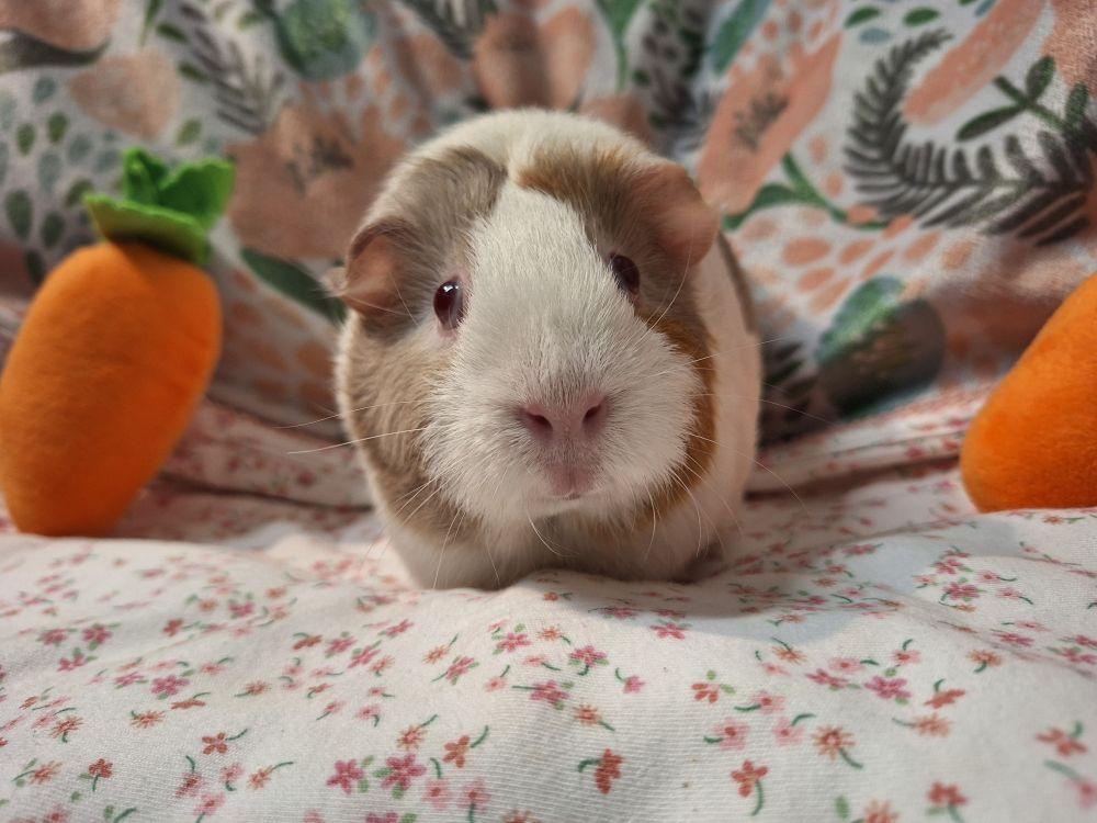 Enlarge Ms Piggy, a Adoptable mixed breed in Alexandria, VA image 2/3