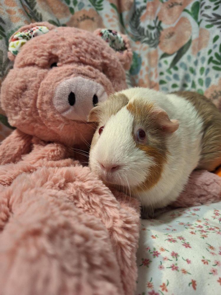 Enlarge Ms Piggy, a Adoptable mixed breed in Alexandria, VA image 3/3
