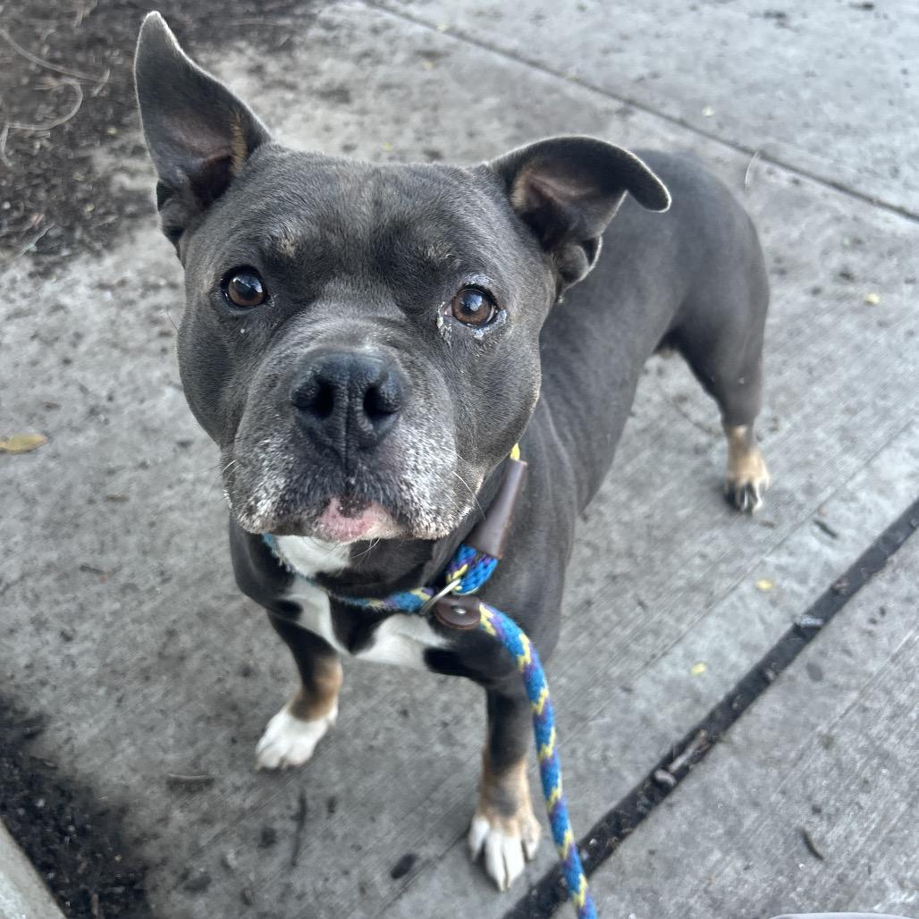 Enlarge Nozzie, a Adoptable Pit Bull Terrier in Newark, NJ image 1/6