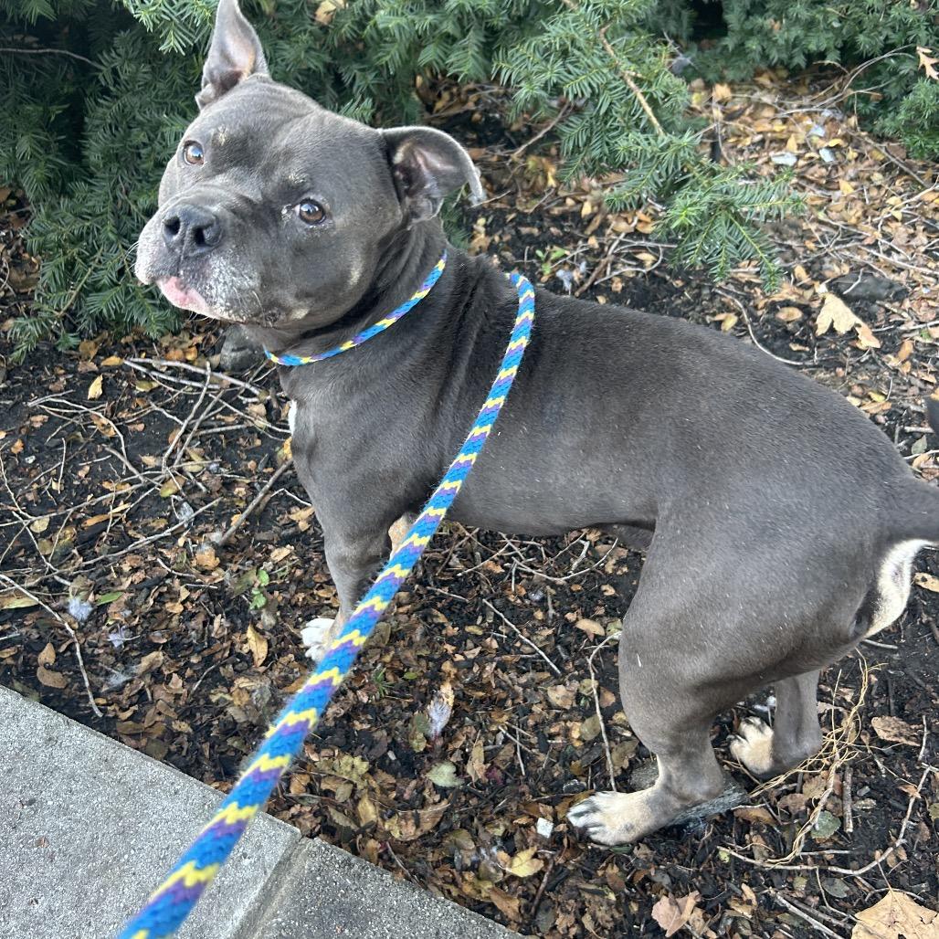 Enlarge Nozzie, a Adoptable Pit Bull Terrier in Newark, NJ image 2/6