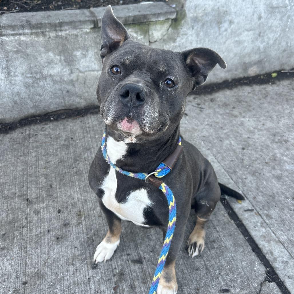 Enlarge Nozzie, a Adoptable Pit Bull Terrier in Newark, NJ image 3/6