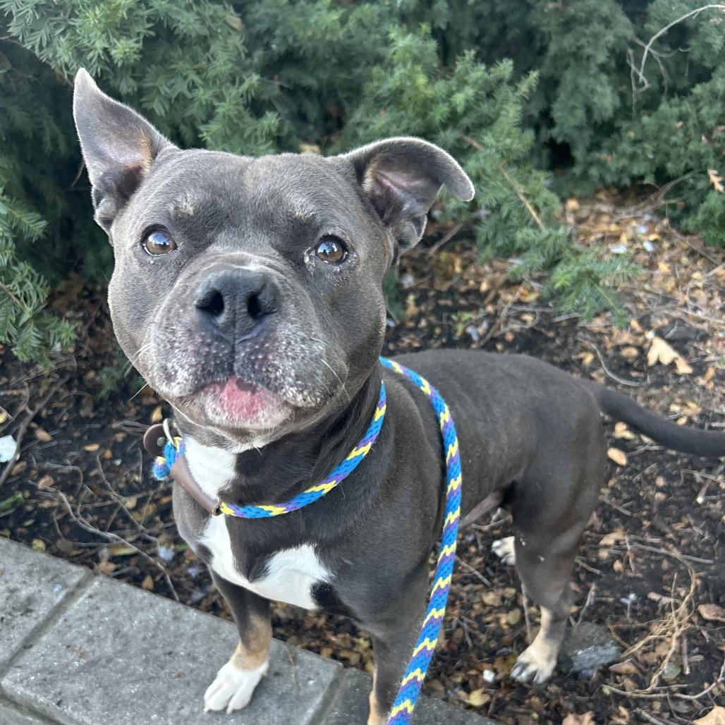 Enlarge Nozzie, a Adoptable Pit Bull Terrier in Newark, NJ image 4/6