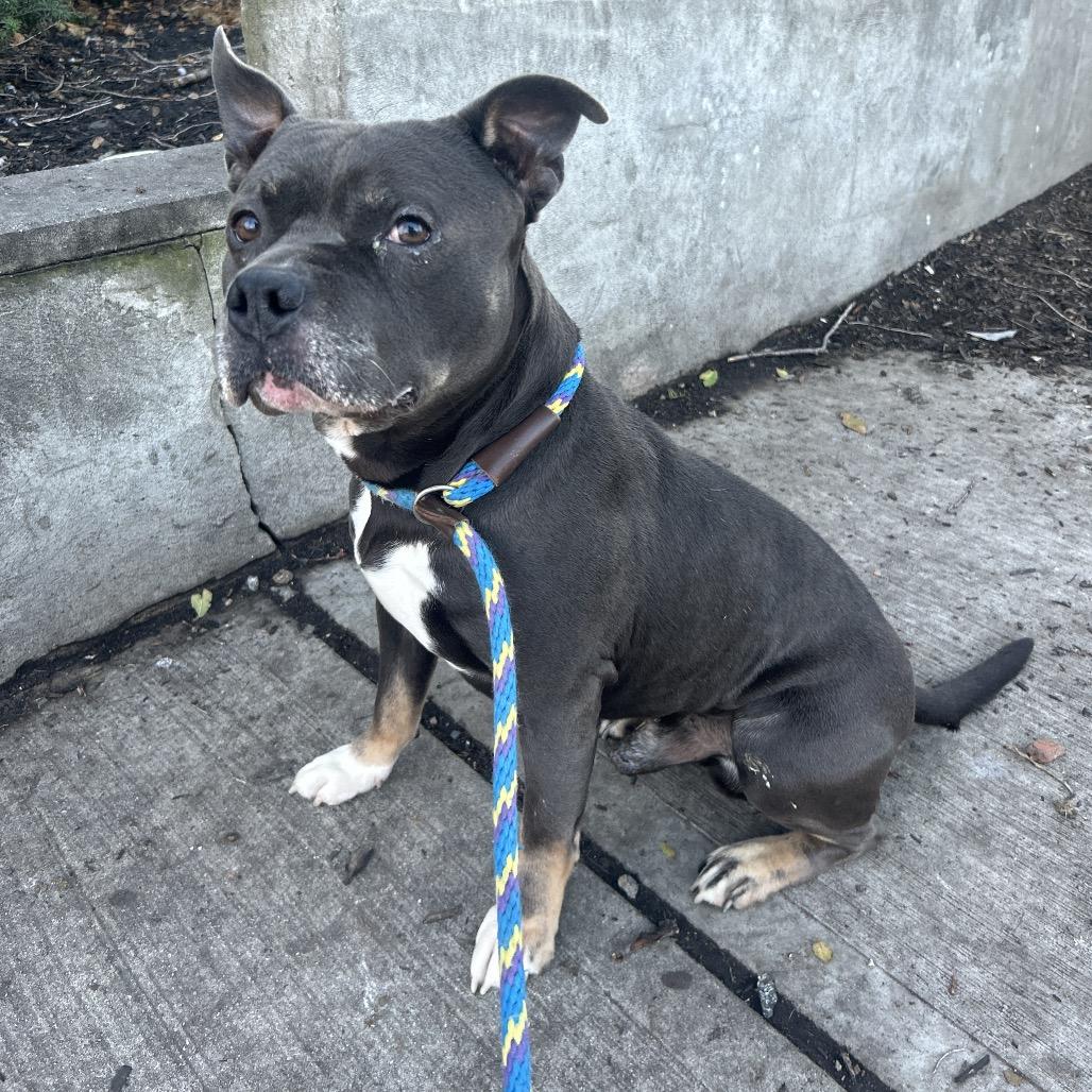 Enlarge Nozzie, a Adoptable Pit Bull Terrier in Newark, NJ image 5/6