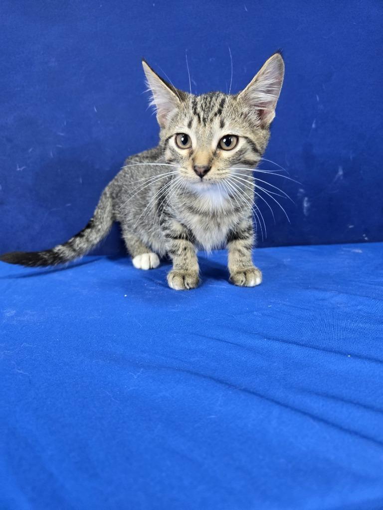 Enlarge Bumper Car, a Adoptable American Shorthair in Ruston, LA image 2/3