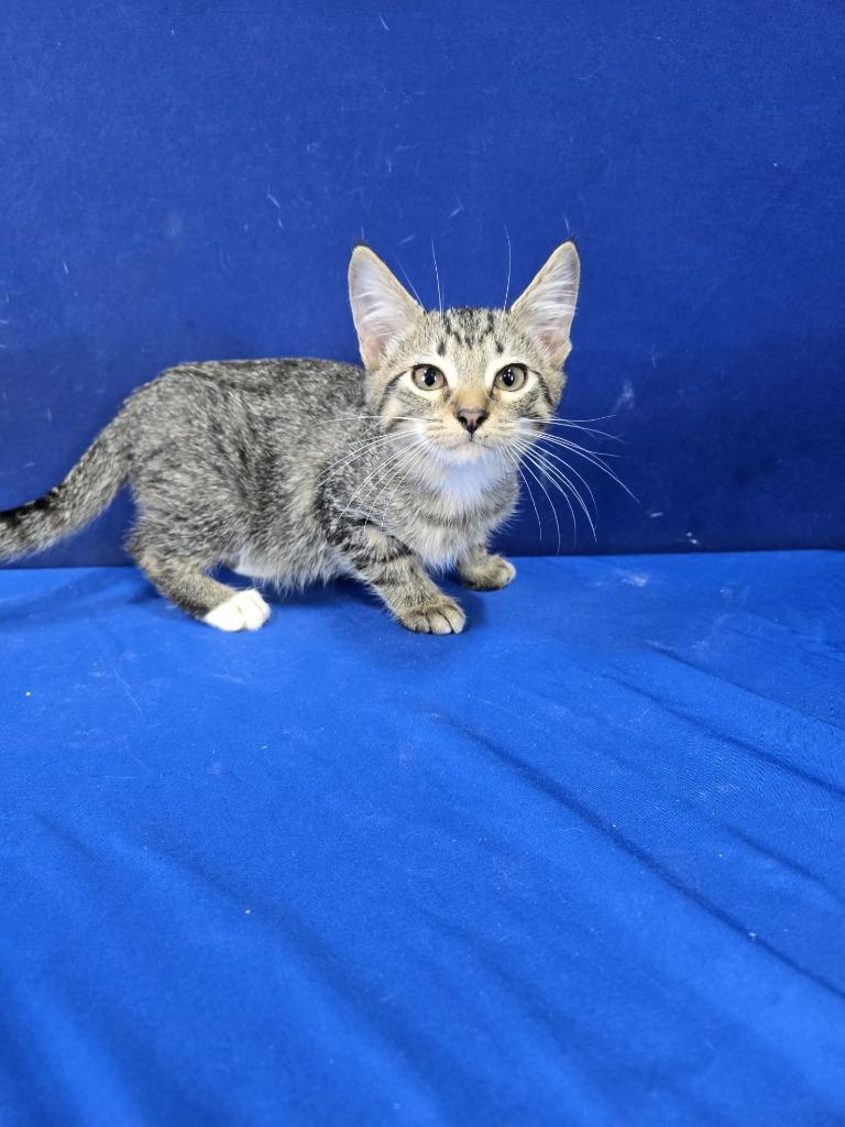 Enlarge Bumper Car, a Adoptable American Shorthair in Ruston, LA image 3/3