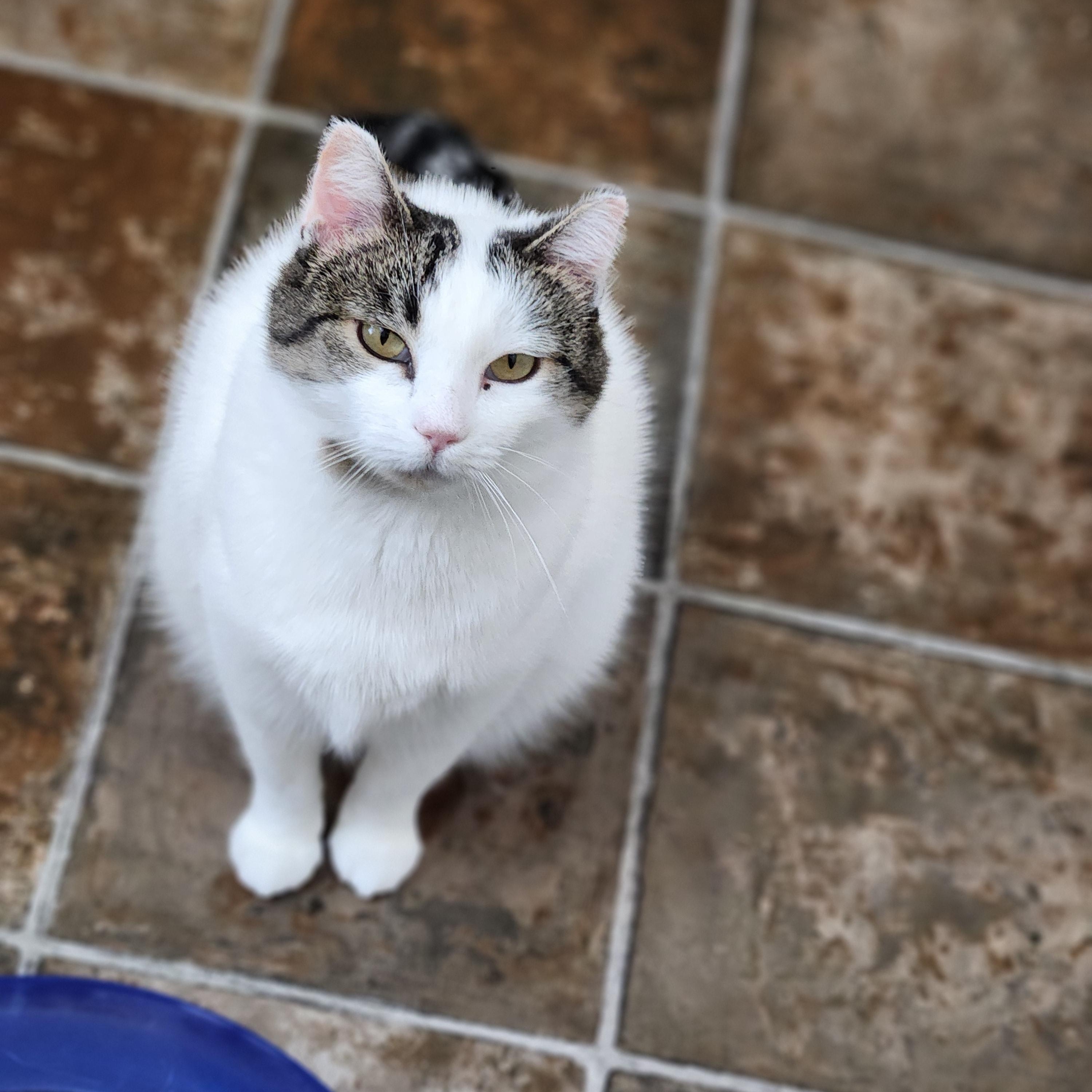 Emmy, an adoptable Domestic Short Hair in Ridgway, CO, 81432 | Photo Image 3