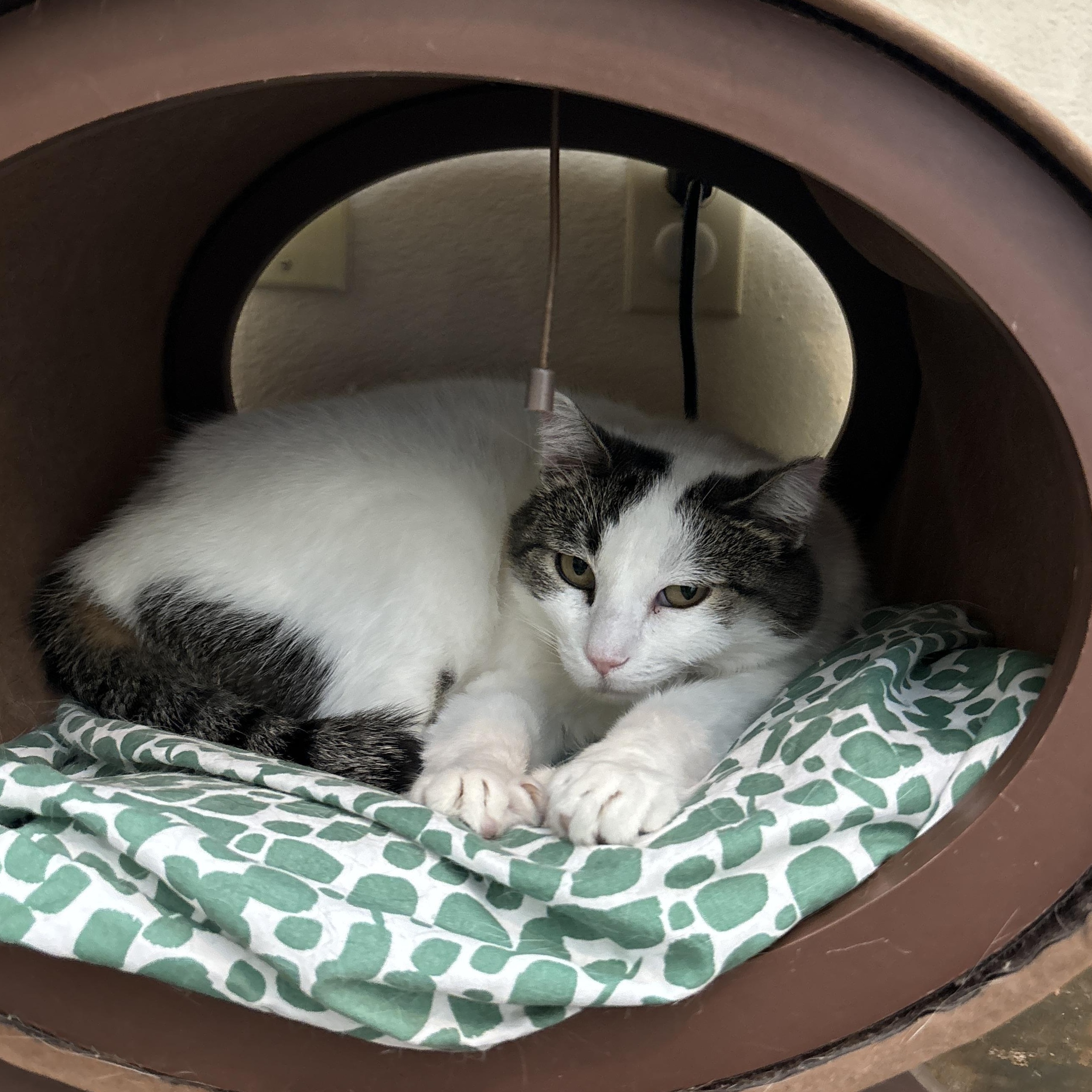Emmy, an adoptable Domestic Short Hair in Ridgway, CO, 81432 | Photo Image 5