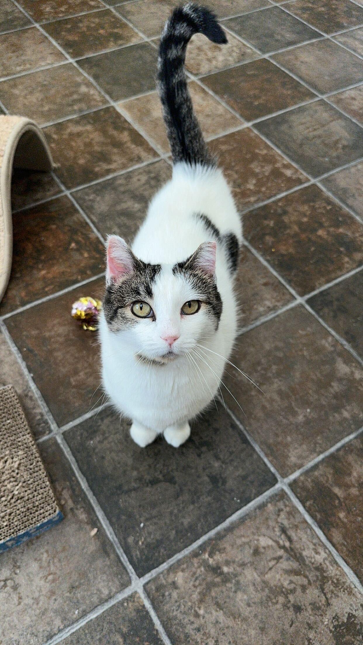 Emmy, an adoptable Domestic Short Hair in Ridgway, CO, 81432 | Photo Image 2