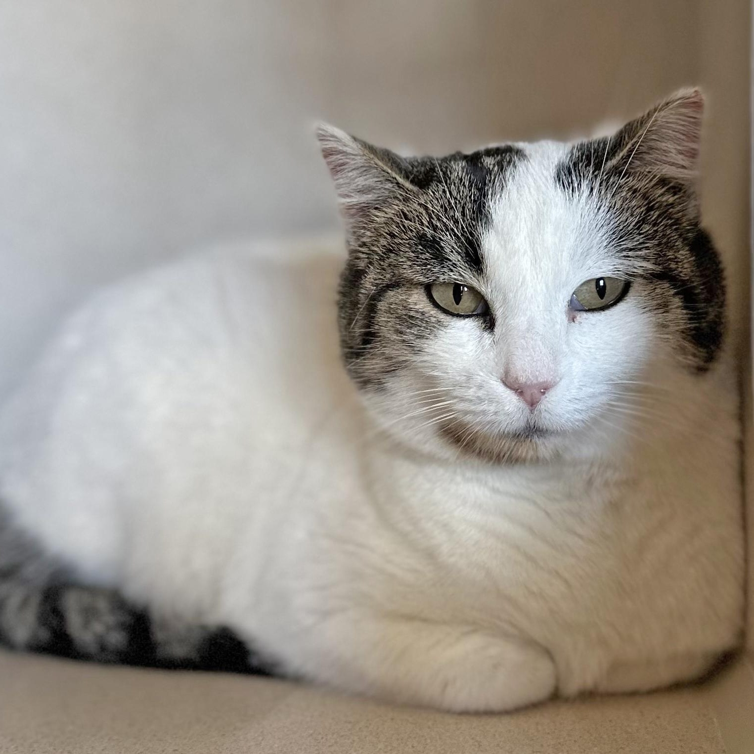 Emmy, an adoptable Domestic Short Hair in Ridgway, CO, 81432 | Photo Image 4